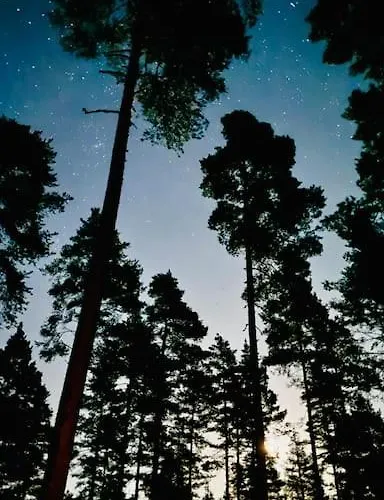 Uniikki Lomamoekki Maentymetsaessae Jaerven Edustalla 木屋 *